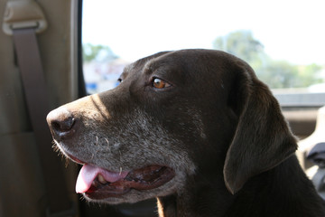 Wall Mural - old chocolate labrador retriever