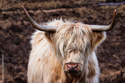 Long Haired White Highland Cattle On Isle Of Skye Scotland Buy