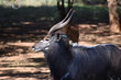 A beautiful dark grey Nyala bull with perfectly twisted horns
