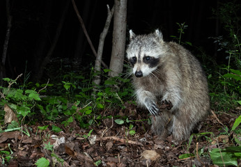 Wall Mural - Raccoon 