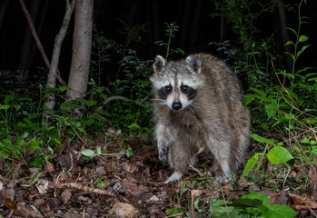 Wall Mural - Raccoon 