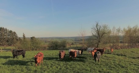 Wall Mural - Aerial view of cows on green pasture in spring on a warm sunny day at sunset in Belgium. Calm,scenic countryside view.