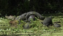 Young Alligator Sunning With Turtles In Florida Swamp
