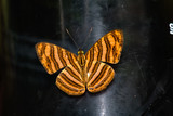 Orange Forest Butterfly