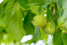 Two Green Walnut Growing On A Tree Branch Close Up