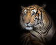 Sumatran tiger male on a black background.