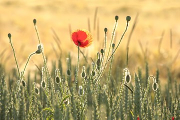 Canvas Print - Poppy in the field at dawn