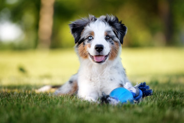 Sticker - happy mini australian shepherd puppy lying down outdoors