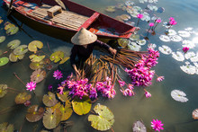 Yen River With Rowing Boat Harvesting Waterlily In Ninh Binh, Vietnam