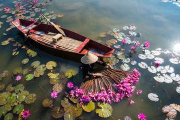 Wall Mural - Yen river with rowing boat harvesting waterlily in Ninh Binh, Vietnam