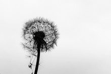 Dandelion On A White Background, Black And White Photo