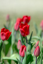 Red Tulip Close-up 