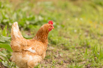 free range chicken  hens in a meadow spring time