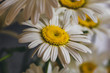 Chamomile or camomile spring flower macro photo, close up