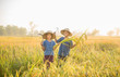 © sunti - Boys and girls holding a scythe with rice paddies in rice fields.