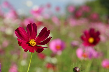 cosmos flower in the garden