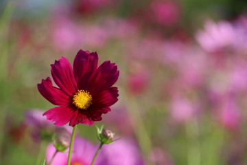 Wall Mural - Cosmos flower in the garden