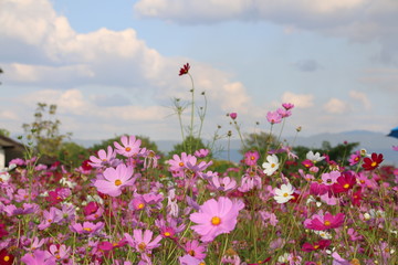 Wall Mural - Cosmos flower in the garden