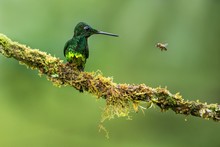 Hummingbird (Empress Brilliant)sitting On Branch, Observing Bee. Animal Behaviour, Sitting On Branch, Bird From Mountain Tropical Forest, Montezuma, Colombia, Bird Perching On Branch, Clean Background