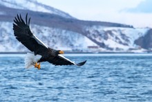 Stellar´s Sea Eagle Flying With The Fish. Eagle Flying In Front Of Scenery Of Winter Hokkaido, Majestic Sea Eagle In Japan, Eagle In Flight A Fish Which It Has Just Plucked From The Water