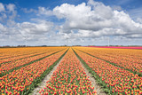 Fototapeta Tulipany - A field of tulips with wind turbines in the background. North Holland The Netherlands Europe