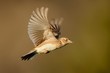 Sky Lark (Alauda arvensis) flying over the field with brown backgrond. Brown bird captured in flight enlightened by evening sun