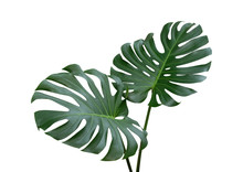 Monstera Plant Leaves, The Tropical Evergreen Vine Isolated On White Background, Clipping Path Included