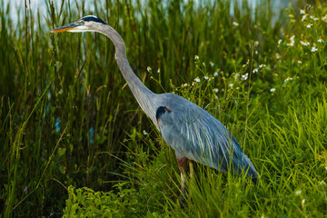 great blue heron