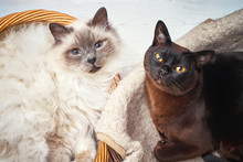 Two Cats In Wicker Basket. Burmese Cat And Sacred Birma Cat Lying In A Basket. Top View.