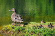 Duck family in a lake in Santiago de Compostela, Spain