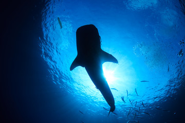 Silhouette of a huge Whale Shark in a tropical ocean