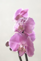 Phalaenopsis Pink white orchid flower in bloom