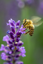 Bee Collecting Pollen From A Lavender Flower