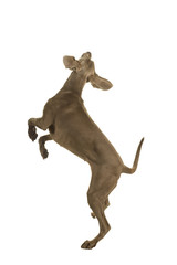 Wall Mural - Young female weimaraner dog jumping sideways facing away from the camera full body isolated in white