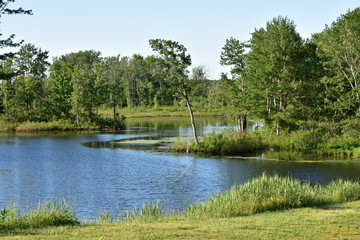 Lake Water Or Pond And Trees