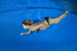 © Andriy Nekrasov - Young pregnant woman in a bikini under water in the pool