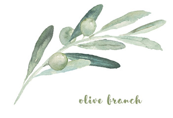 watercolor illustration with olive branch