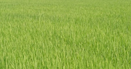 Sticker - Paddy rice field in Taiwan, Yilan