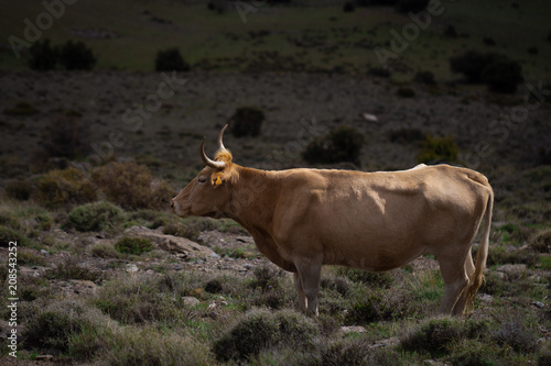 Granada, Spain, March 04, 2018: Domestic brown cow in the field Poster