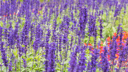 Lavender field, close up of lavdender violet stem.