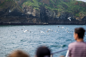 Seashore birds colony ar Caldey island in Wales