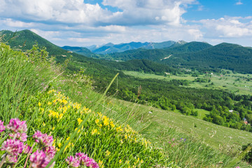 Beautiful landscape view over a meadow full with flowers on green forested hills and peaks of Velebit mountain range on a beautiful sunny day with white clouds.  Summer in Croatia or travel concept