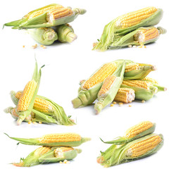 Poster - Fresh corn