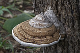 Fototapeta Lawenda - Artist’s conk fungus (Ganoderma applanatum). Known also as Artist’s bracket and Bear bread.