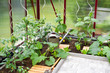 Gemüseanbau im Gewächshaus im Garten