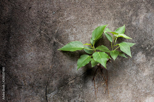 Young Bodhi tree grows in a cracked on the wall Poster Mural XXL