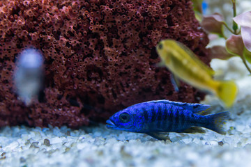 Cichlid or Cichlidae blue tropical fish in aquarium. African Cichlid endemic to Malawi in blue tropical fish Cichlidae family. Colorful blue tropical cichild fish. Close-up blue tropical cichlid fish