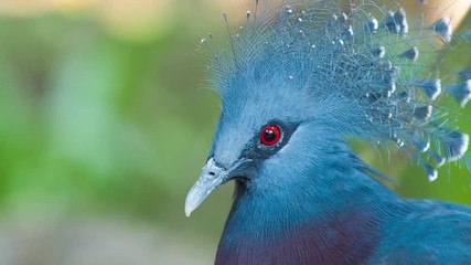 portrait of beautiful bird on habitat nature, animal wildlife adapt their life to survive in the for
