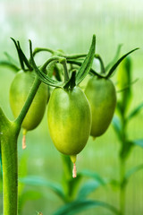 growing green tomatoes on a stem