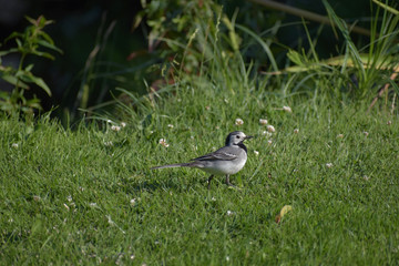 Wall Mural - Motacilla alba. Motacilla on the grass of the garden.